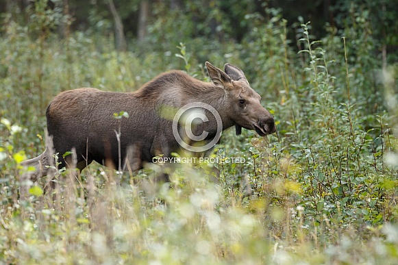 The moose or elk (Alces alces)