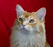 Beautiful male ginger cat