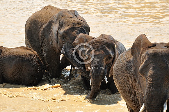 African Elephants emerging from water