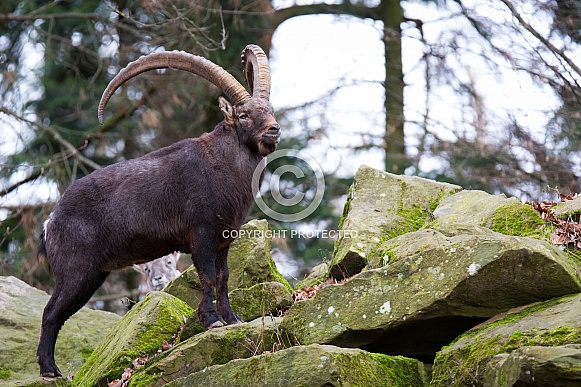 Ibex
