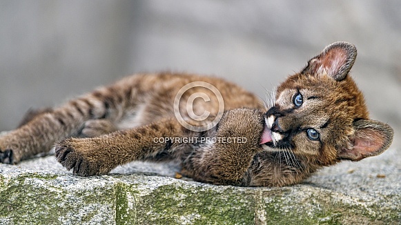 Cougar cub