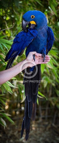 Blue Macaw Parrot Blue Macaw Parrot