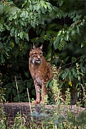 Lynx on a rock