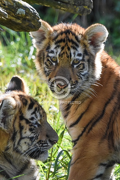 Amur tiger cub