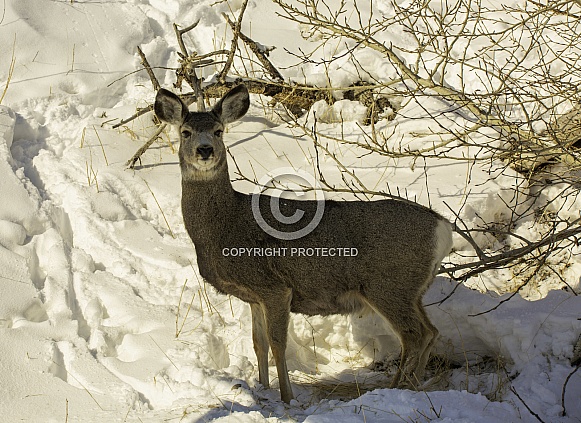 Mule Deer Doe Mule Deer Doe