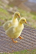 Domestic geese (Anser anser domesticus)