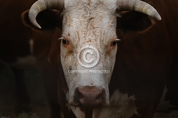 Horned Hereford cow with horns
