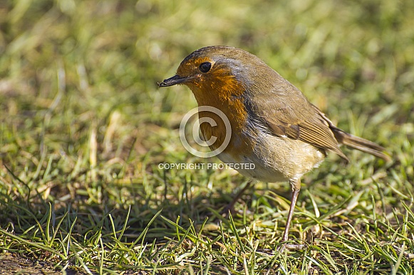 Robin