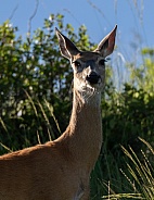 Whitetail Deer Portrait