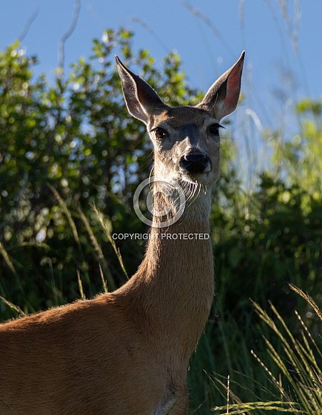 Whitetail Deer Portrait Whitetail Deer Portrait