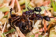 Ants eating beetle
