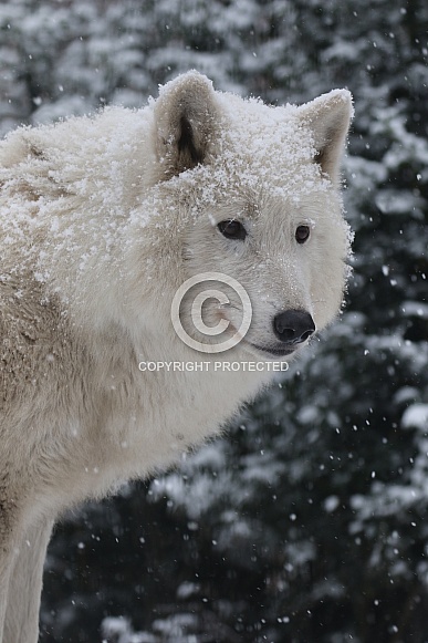 hudson bay wolf in the snow hudson bay wolf in the snow