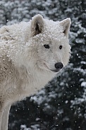 hudson bay wolf in the snow