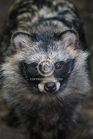 Raccoon Dog Raccoon Dog