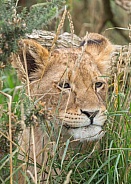 African Lion (young)