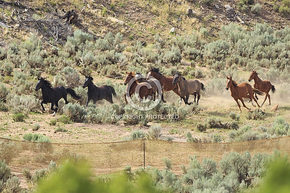 Mustang Roundup Mustang Roundup
