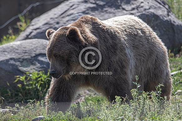 Grizzly Bear