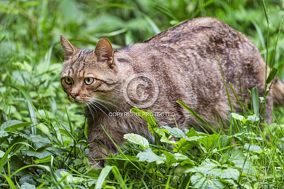 Wildcat in grass