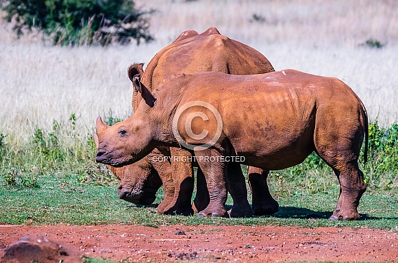 White Rhino