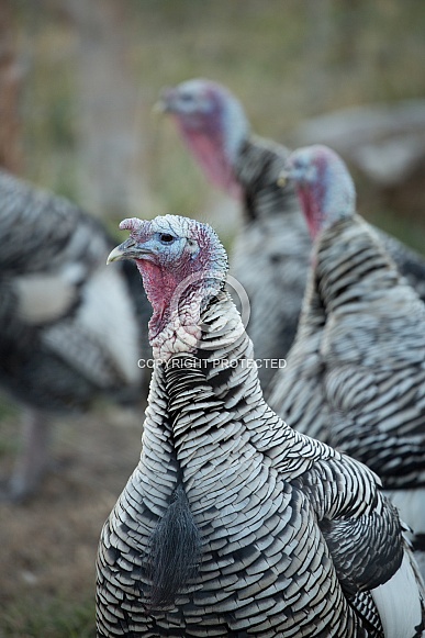 Domestic turkeys, Meleagris gallopavo f. domestica Domestic turkeys, Meleagris gallopavo f. domestica