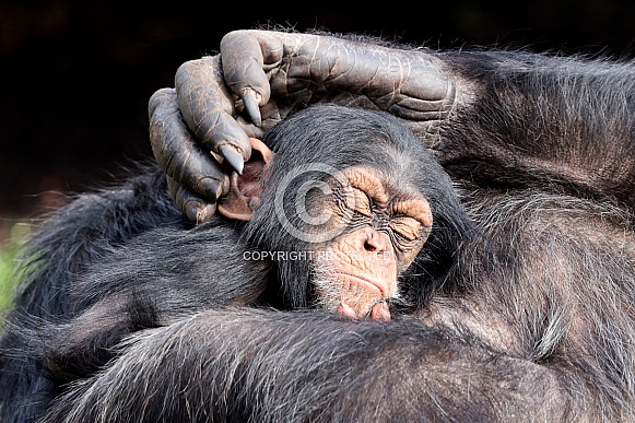 Chimpanzee (Pan troglodytes)