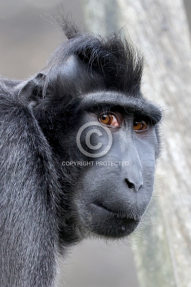 Crested Macaque (Macaca Nigra)