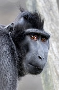 Crested Macaque (Macaca Nigra)