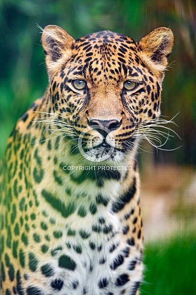 Leopard Leopard
