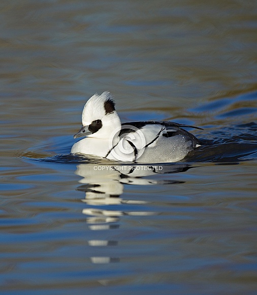 Smew