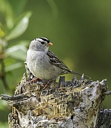 Male White-crowned Sparrow Posing on a Stump