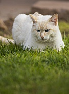 White Cat Outdoors