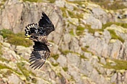 White tailed eagle or European Eagle