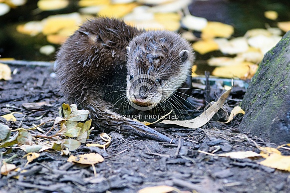 Asian Short-Clawed Otter Baby Asian Short-Clawed Otter Baby