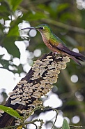 Fawn-breasted Brilliant Hummingbird