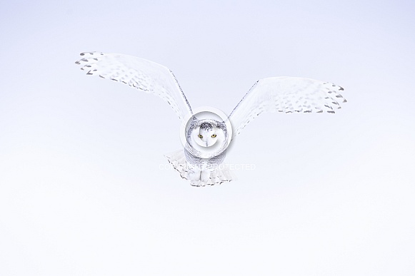 Snowy Owl Snowy Owl