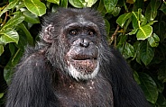 Chimpanzee Close Up