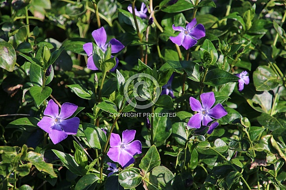 close-up view of beautiful blue periwinkle flowers with green leaves at sunny day