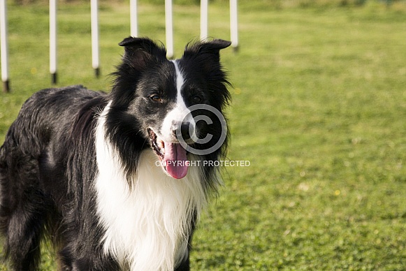 Border collie