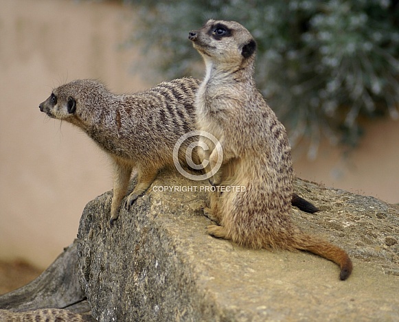 Meerkats