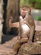 Hamadryas baboon (Papio hamadryas)