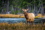 Cow Elk in meadow