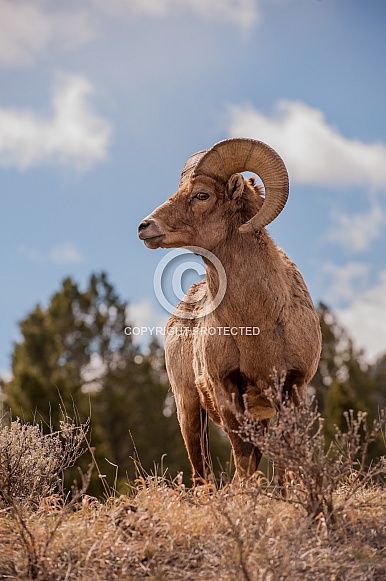 Big horn sheep (wild)