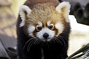 Red Panda Youngster
