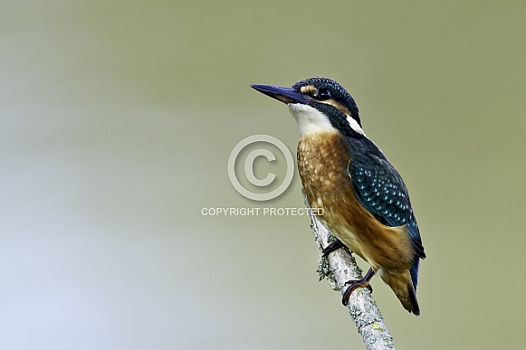 Kingfisher Kingfisher