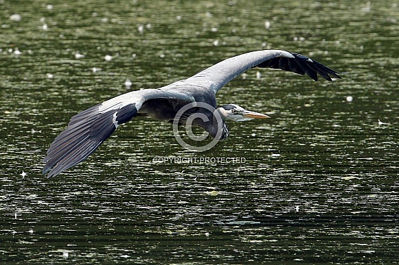 Blue Heron Blue Heron