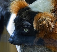 Lemurs