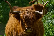 Highland Cow