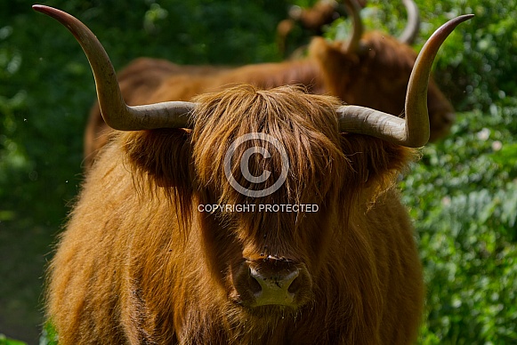 Highland Cow Highland Cow