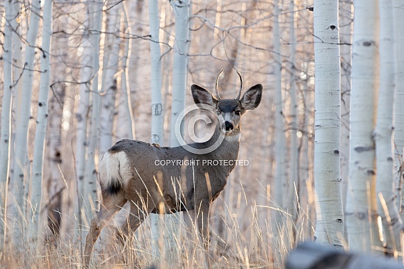 Mule deer buck in birch forest Mule deer buck in birch forest