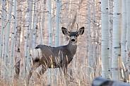 Mule deer buck in birch forest